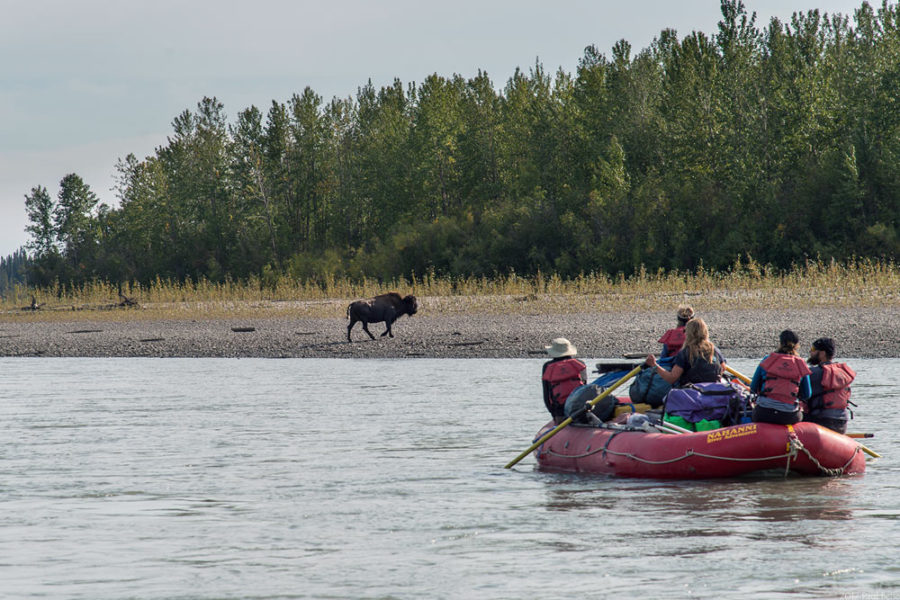 Wildlife viewing on the Nahanni River in Nahanni National Park Preserve in Canada's Northwest Territories.