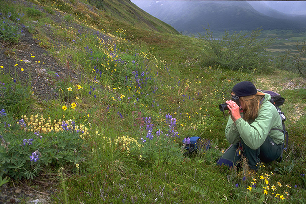 Viewing wildflowers on the shore of the Snake River in Yukon, Canada.