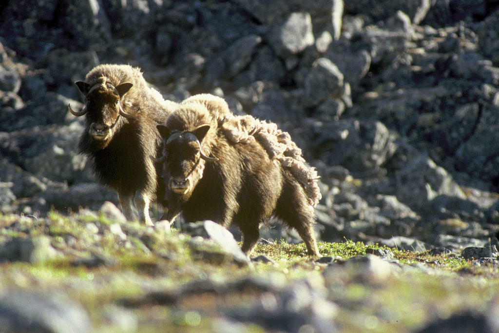 Muskox: Cute, Cuddly and Powerful
