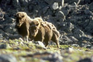 Muskox: Cute, Cuddly and Powerful