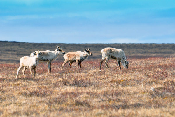 Caribou on the Thelon River.