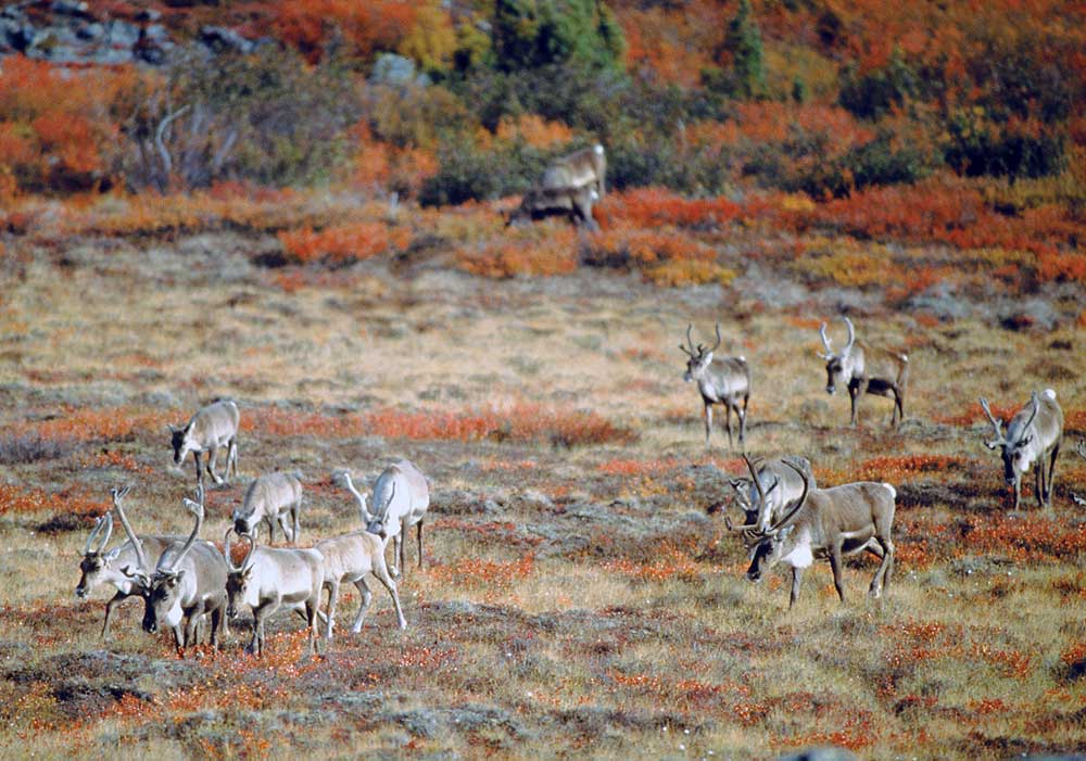 The Wealth of the Caribou | Nahanni River Adventures & Canadian River ...