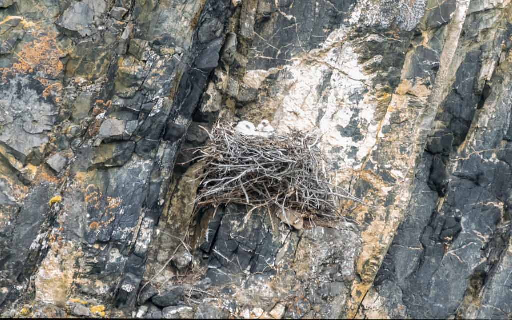 Peregrine Chicks in a Nest