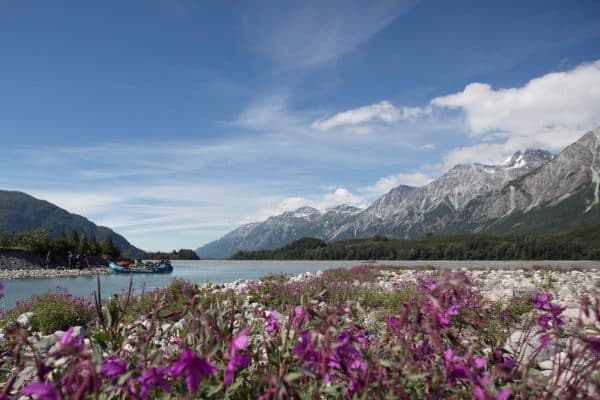 a purple flowers by a body of water