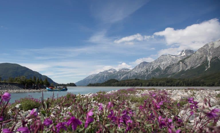 a purple flowers by a body of water