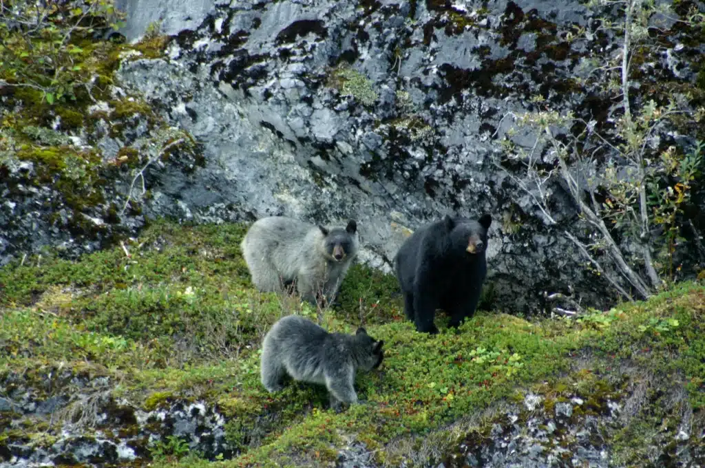 Glacier Bears