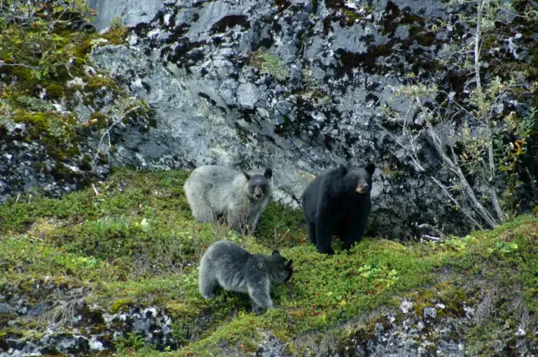 Glacier Bears