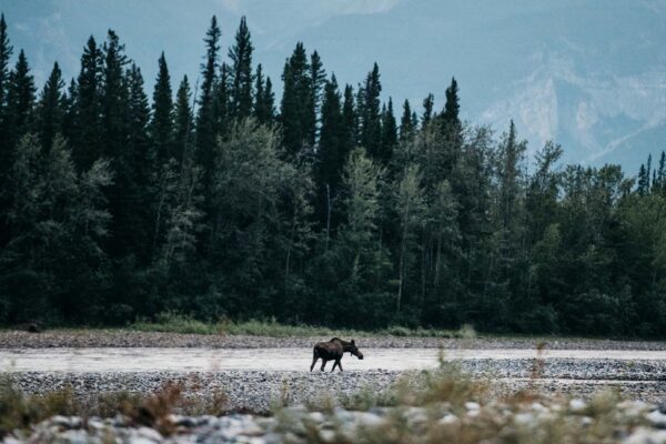 a moose walking in a river