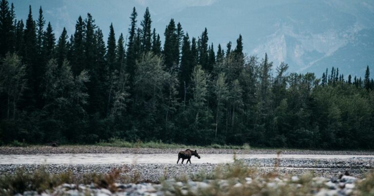 a moose walking in a river