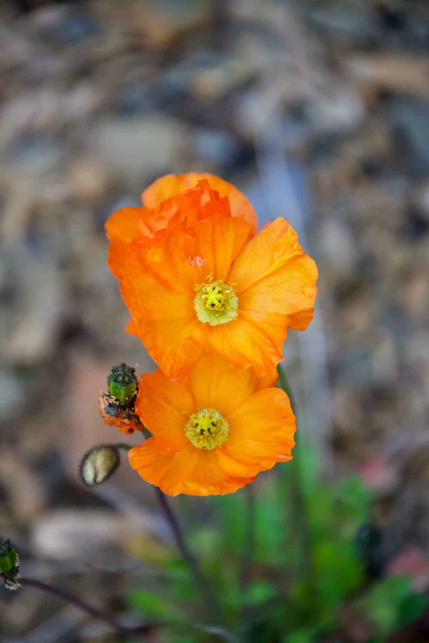 Bright orange poppy flowers blooming