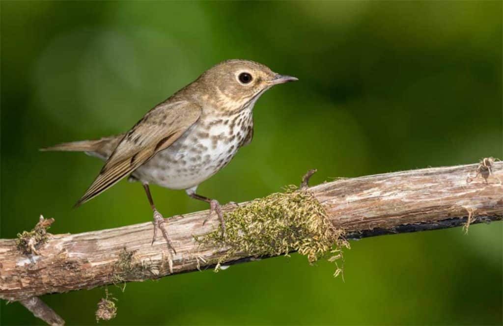 Small bird perched on branch