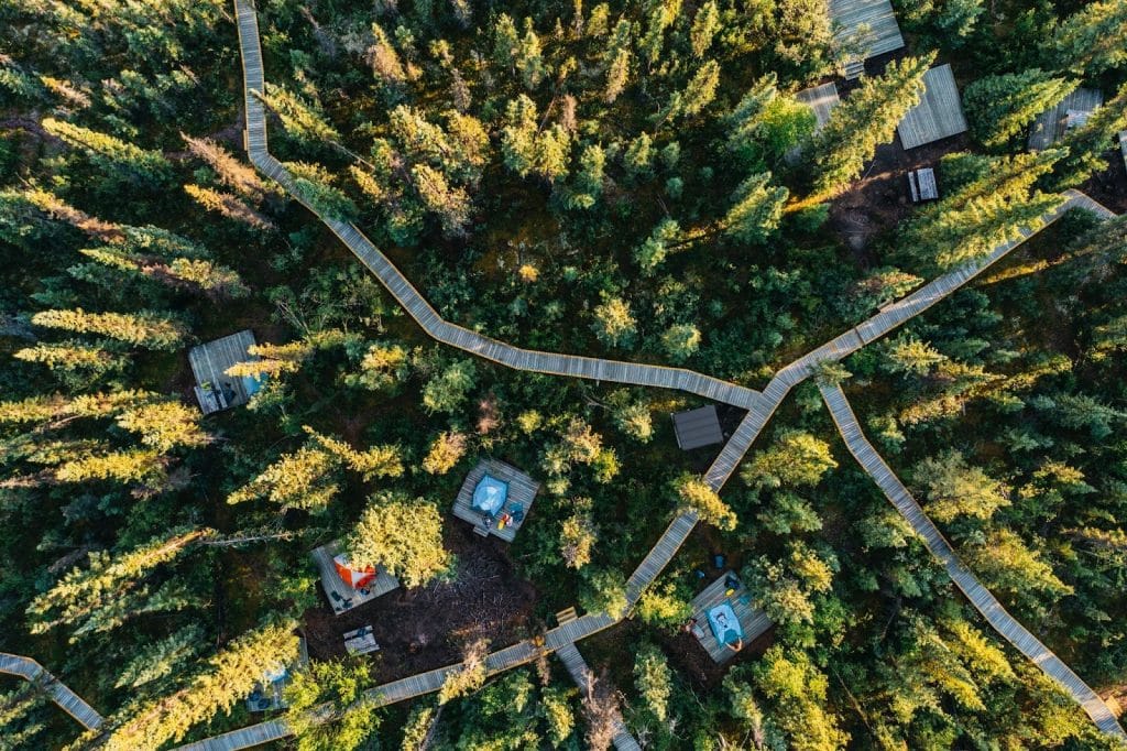 Aerial view of forest boardwalks.