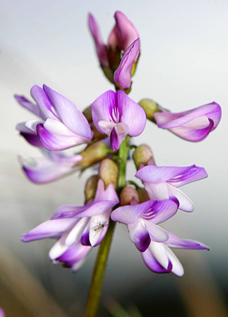 Purple and white flowering plant