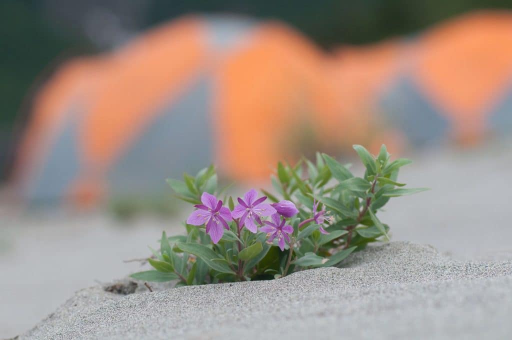 Purple flowers growing in sand