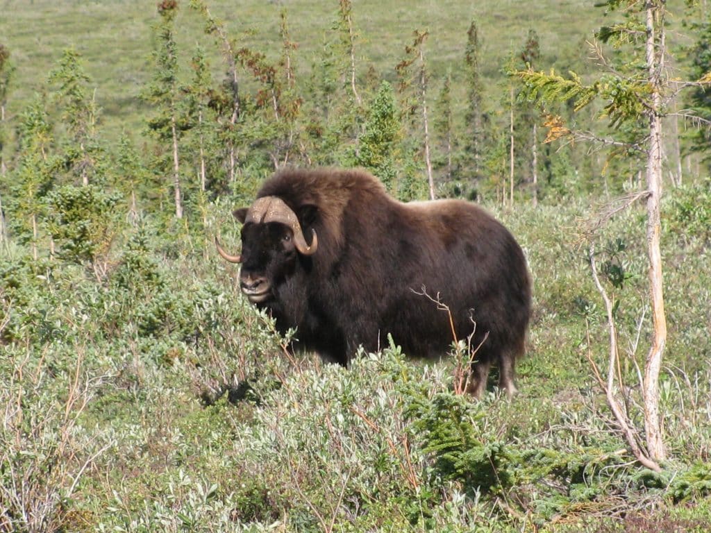 Muskox in a green landscape
