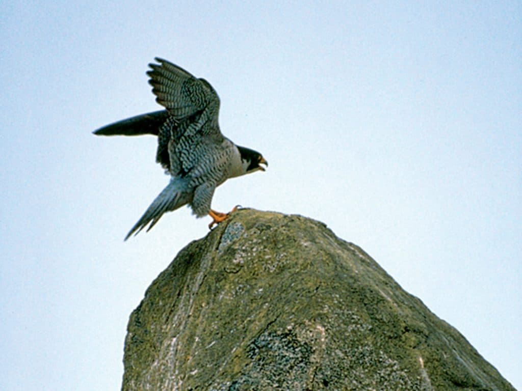 Region_Arctic_Ecology_10