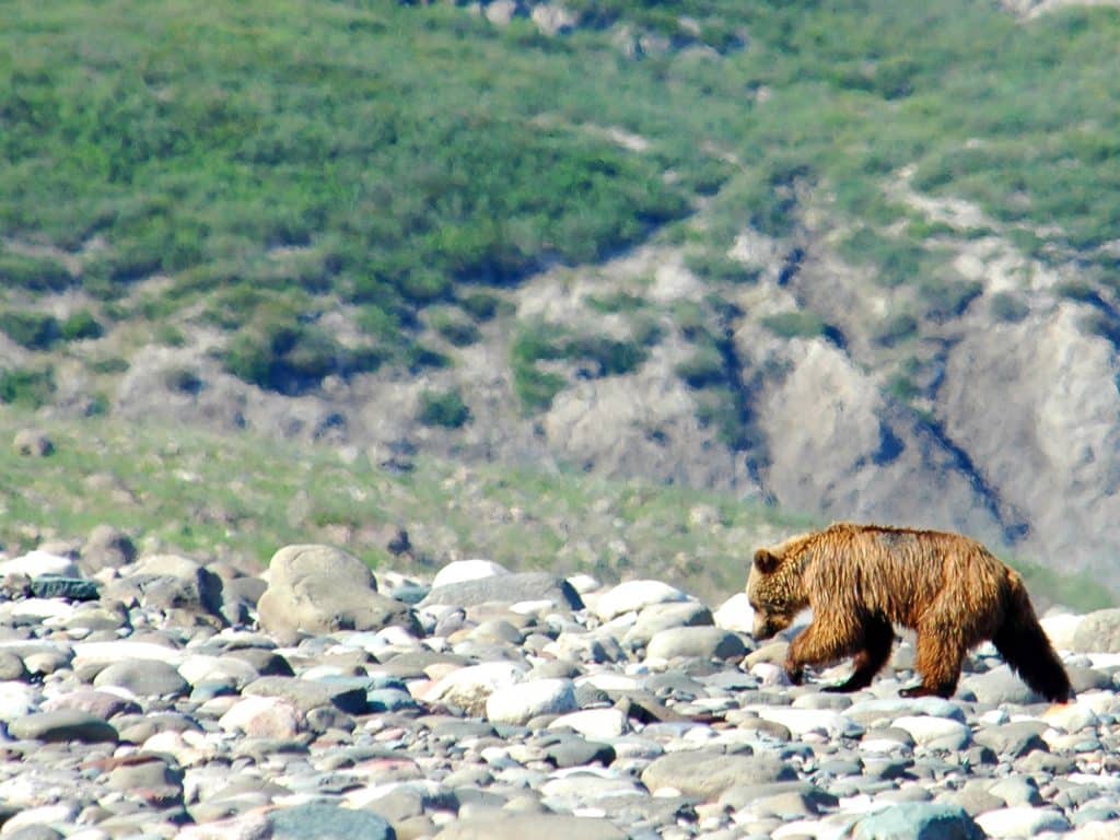 Region_Arctic_Ecology_6