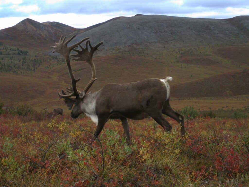 Region_Arctic_Ecology_7