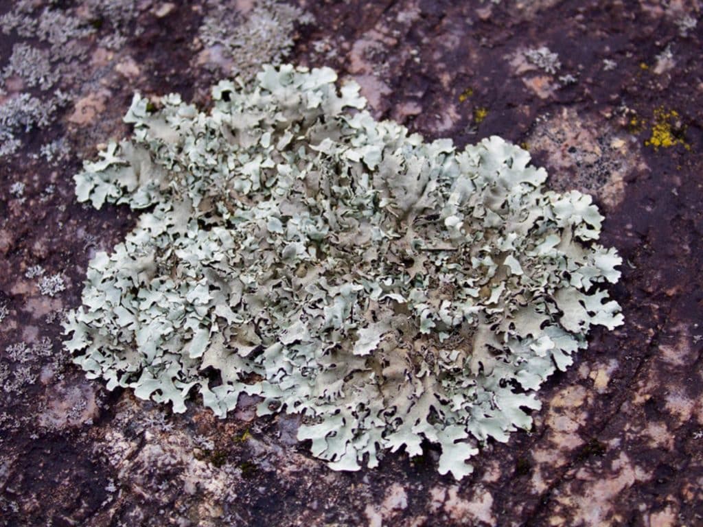 Region_Nahanni_Ecology_10