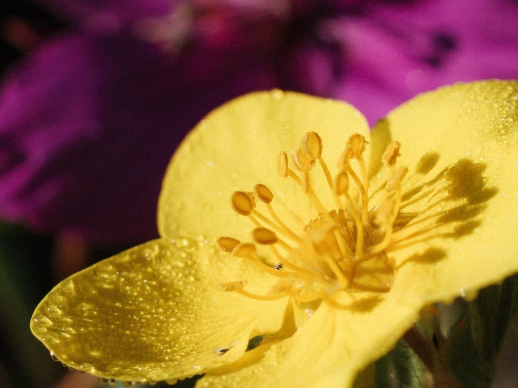 Yellow flower with water droplets