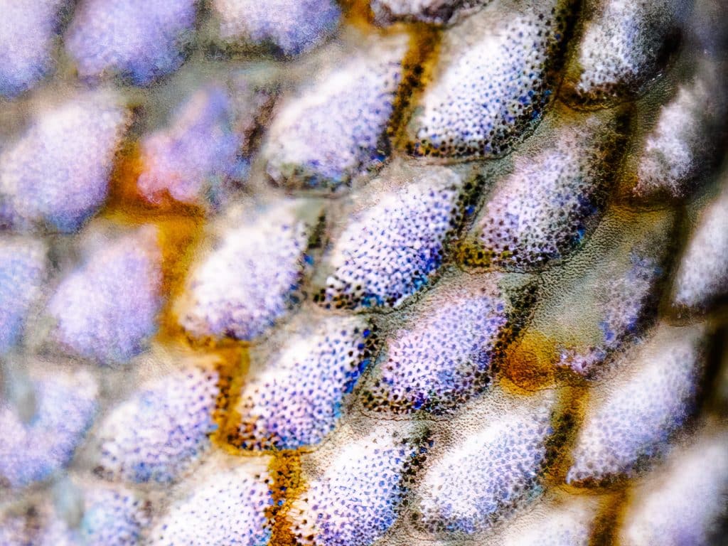Colorful scales with intricate patterns