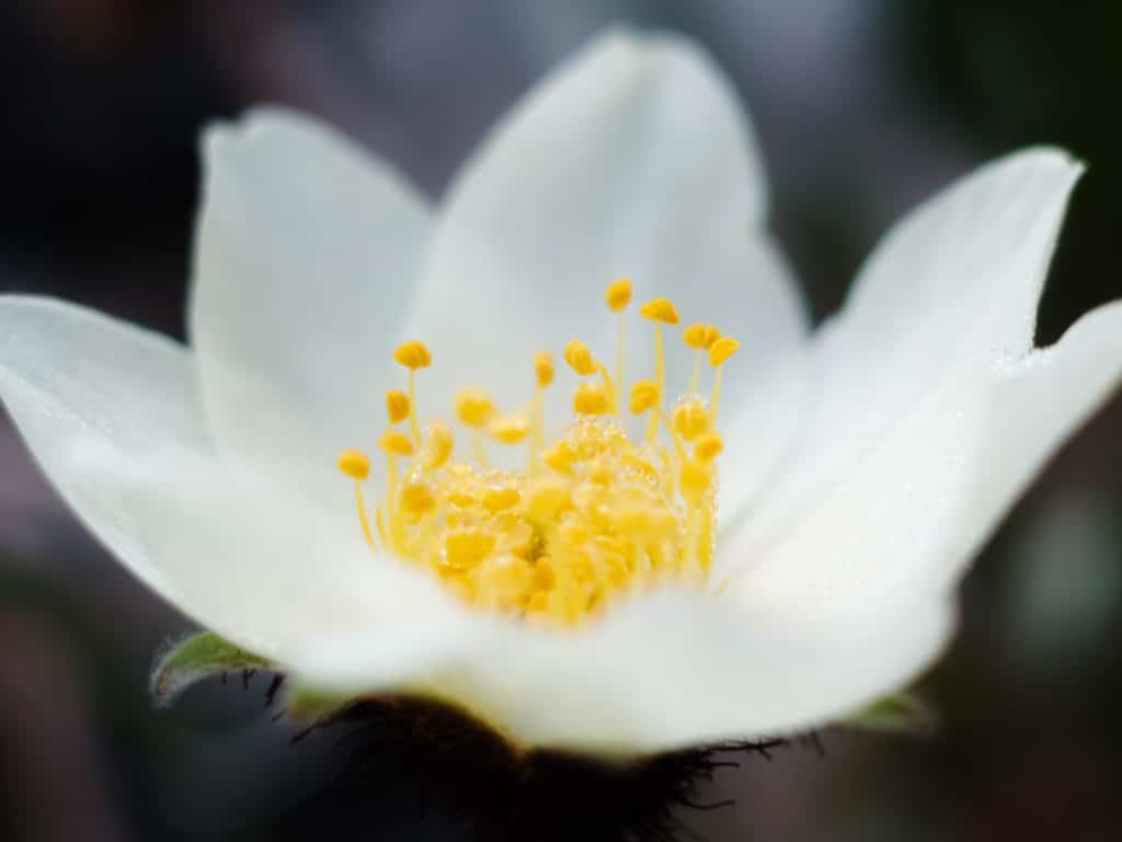 White flower with yellow stamens