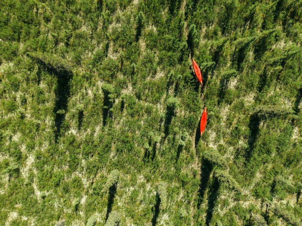 Two kayaks among dense green vegetation