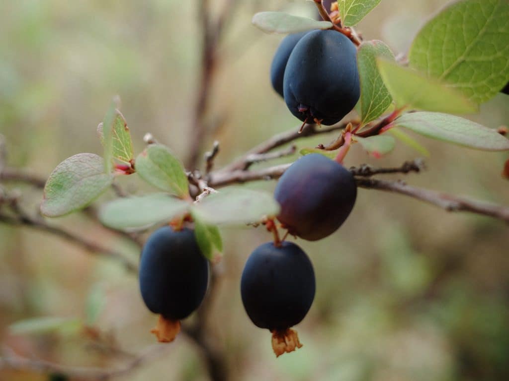 Close-up of dark berries on branch