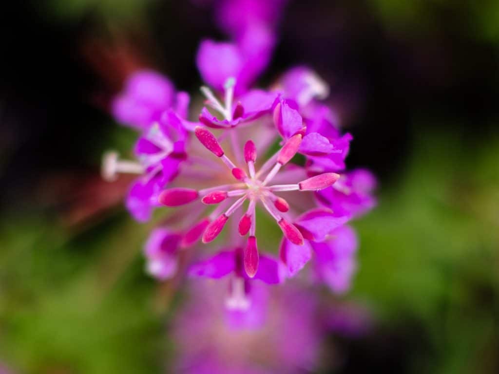 Close-up of vibrant purple flower