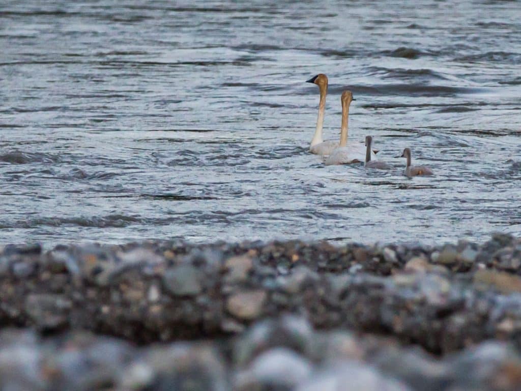 Region_YukonCoast_Ecology_5