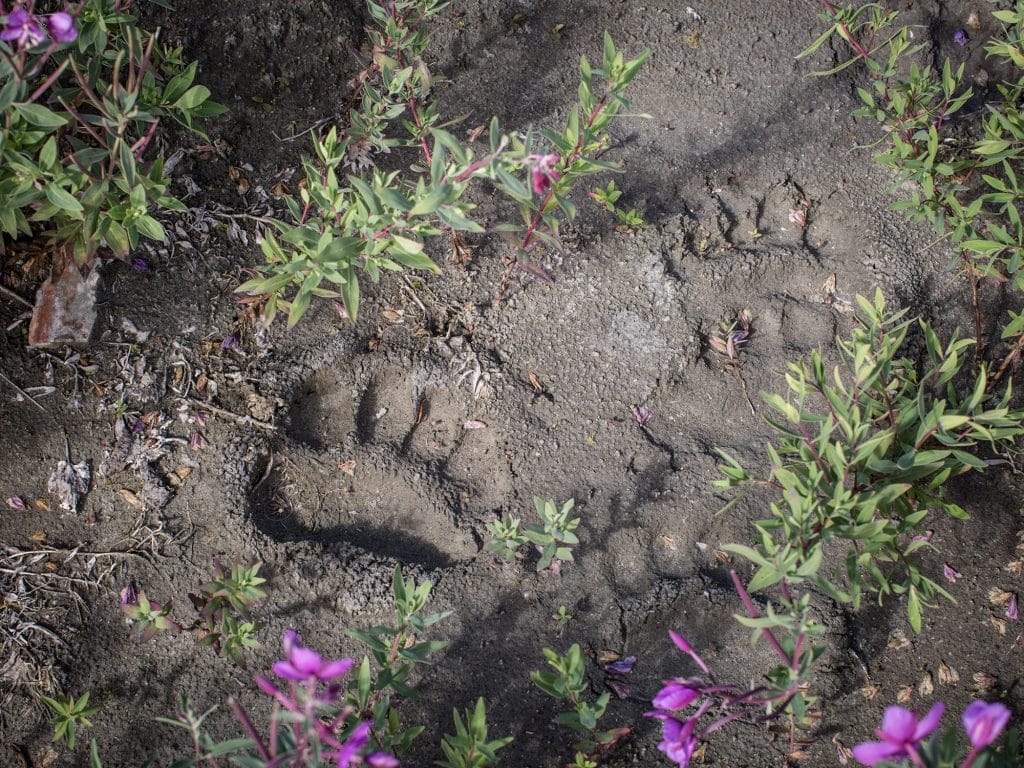 Region_YukonCoast_Ecology_6