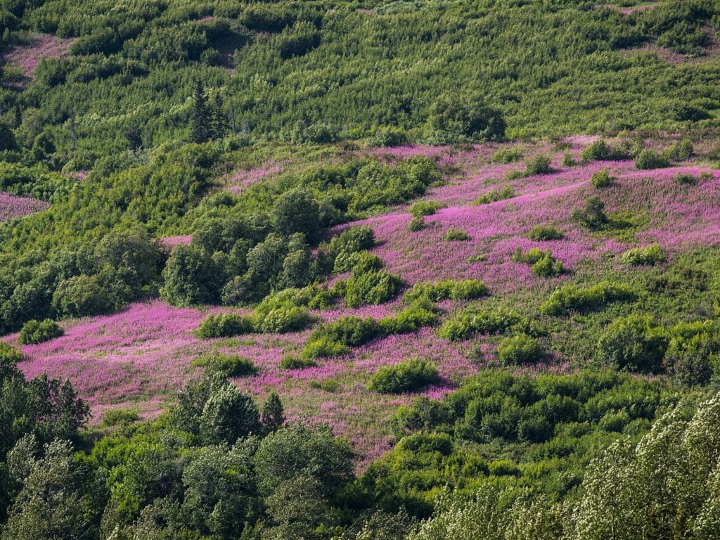 Region_YukonCoast_Ecology_7