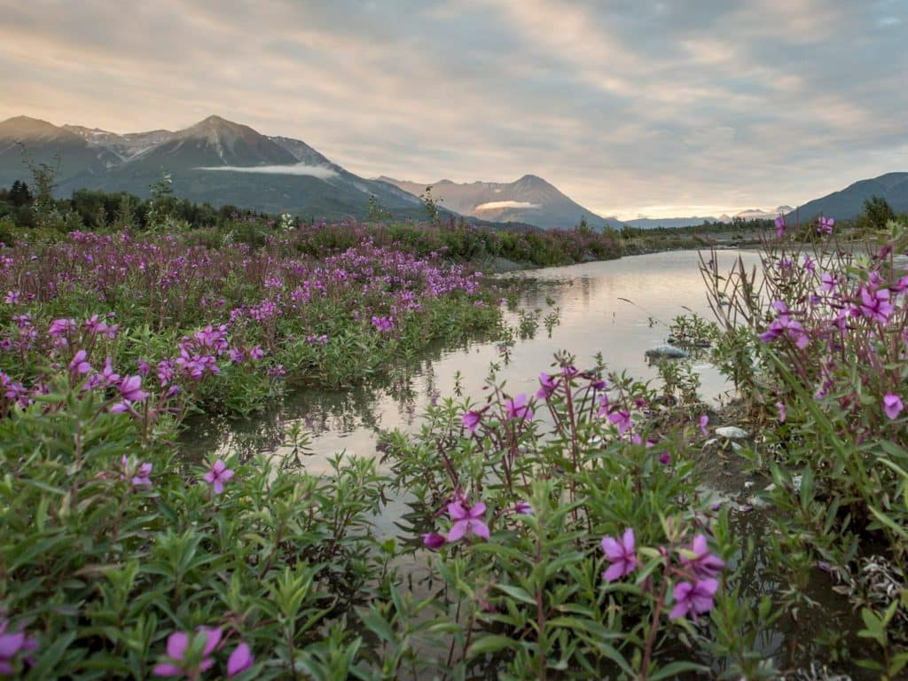 Region_YukonCoast_Ecology_8