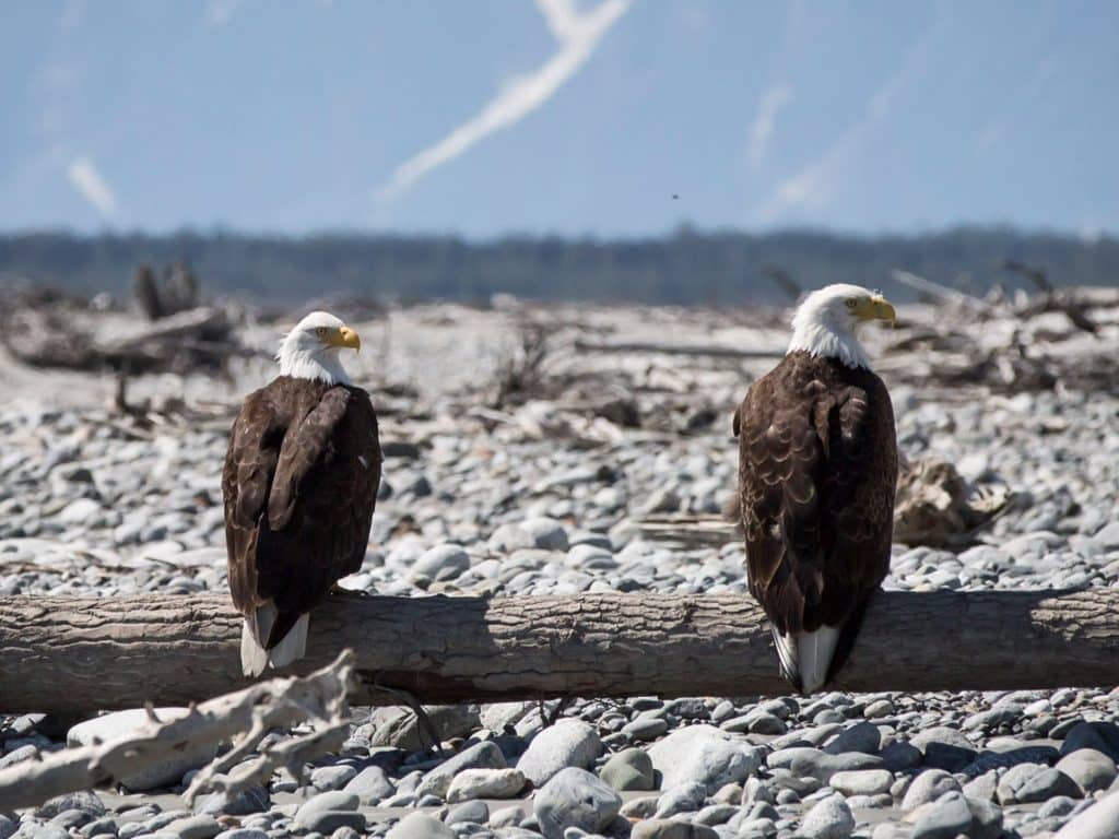Region_YukonCoast_Ecology_9
